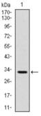 TNF Receptor Superfamily Member 8 antibody, abx011832, Abbexa, Western Blot image 