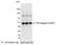 Morphogenetic neuropeptide antibody, A190-108B, Bethyl Labs, Western Blot image 