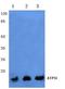 ATP synthase subunit e, mitochondrial antibody, A32370, Boster Biological Technology, Western Blot image 