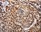 APAF1 Interacting Protein antibody, LS-C403773, Lifespan Biosciences, Immunohistochemistry paraffin image 