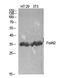 Forkhead Box N2 antibody, A12607, Boster Biological Technology, Western Blot image 