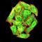 Hepatitis A Virus Cellular Receptor 1 antibody, orb76138, Biorbyt, Immunofluorescence image 