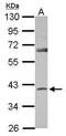 Serpin Family B Member 7 antibody, GTX121576, GeneTex, Western Blot image 
