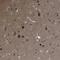 Calcium/Calmodulin Dependent Protein Kinase IV antibody, NBP1-88209, Novus Biologicals, Immunohistochemistry paraffin image 