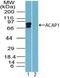 ArfGAP With Coiled-Coil, Ankyrin Repeat And PH Domains 1 antibody, PA5-23343, Invitrogen Antibodies, Western Blot image 