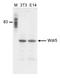 WD Repeat Domain 5 antibody, CI1102, Boster Biological Technology, Western Blot image 