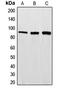 EWS RNA Binding Protein 1 antibody, LS-C352177, Lifespan Biosciences, Western Blot image 