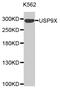 Ubiquitin Specific Peptidase 9 X-Linked antibody, MBS129503, MyBioSource, Western Blot image 