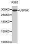 Fam antibody, MBS129503, MyBioSource, Western Blot image 