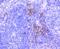 Dysferlin antibody, NBP2-66814, Novus Biologicals, Immunohistochemistry paraffin image 
