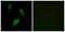 Probable G-protein coupled receptor 174 antibody, GTX87118, GeneTex, Immunocytochemistry image 