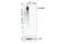 Mannose Receptor C-Type 1 antibody, 91992S, Cell Signaling Technology, Western Blot image 