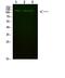 FIG4 Phosphoinositide 5-Phosphatase antibody, A04403, Boster Biological Technology, Western Blot image 