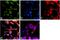 DISC1 Scaffold Protein antibody, 40-6900, Invitrogen Antibodies, Immunofluorescence image 