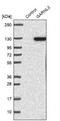 GTPase Activating Rap/RanGAP Domain Like 3 antibody, NBP1-90800, Novus Biologicals, Western Blot image 