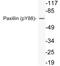 Paxillin antibody, LS-C291516, Lifespan Biosciences, Western Blot image 