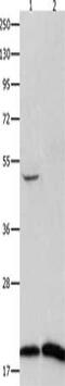 Fragile Histidine Triad Diadenosine Triphosphatase antibody, CSB-PA288314, Cusabio, Western Blot image 