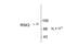 Ribosomal Protein S6 Kinase A2 antibody, TA309234, Origene, Western Blot image 