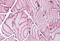 Actinin Alpha 2 antibody, MBS243148, MyBioSource, Immunohistochemistry paraffin image 