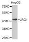 Leucine Rich Alpha-2-Glycoprotein 1 antibody, MBS128679, MyBioSource, Western Blot image 
