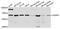 Corticotropin Releasing Hormone Receptor 1 antibody, A8409, ABclonal Technology, Western Blot image 