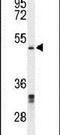 Chromobox 2 antibody, PA5-26611, Invitrogen Antibodies, Western Blot image 