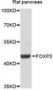 FOXP3 antibody, A12051, ABclonal Technology, Western Blot image 