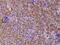 Transferrin Receptor antibody, 109092-T08, Sino Biological, Immunohistochemistry frozen image 