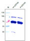 Endoglin antibody, DP3517P, Origene, Western Blot image 