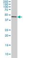 Casein Kinase 1 Gamma 1 antibody, H00053944-M02, Novus Biologicals, Western Blot image 