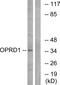 Opioid Receptor Delta 1 antibody, A30901, Boster Biological Technology, Western Blot image 