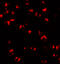 Tumor necrosis factor alpha-induced protein 2 antibody, 7051, ProSci, Immunofluorescence image 