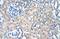 Polyamine Modulated Factor 1 antibody, A08465, Boster Biological Technology, Immunohistochemistry frozen image 