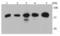 Ribosomal Protein S6 Kinase B2 antibody, A05845-1, Boster Biological Technology, Western Blot image 