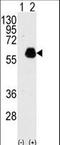 Paxillin antibody, LS-C99197, Lifespan Biosciences, Western Blot image 