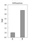 RB Binding Protein 4, Chromatin Remodeling Factor antibody, MA1-23275, Invitrogen Antibodies, Chromatin Immunoprecipitation image 