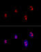 Fibrillarin antibody, 13-996, ProSci, Immunofluorescence image 