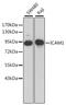 Intercellular Adhesion Molecule 1 antibody, MBS125051, MyBioSource, Western Blot image 