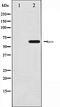 MYB Proto-Oncogene, Transcription Factor antibody, orb106358, Biorbyt, Western Blot image 