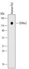 CD96 Molecule antibody, MAB61991, R&D Systems, Western Blot image 