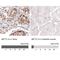 Methyltransferase Like 14 antibody, NBP2-59043, Novus Biologicals, Immunohistochemistry paraffin image 