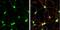 Synaptosome Associated Protein 23 antibody, NBP1-32694, Novus Biologicals, Immunofluorescence image 