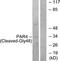 F2R Like Thrombin Or Trypsin Receptor 3 antibody, LS-C121101, Lifespan Biosciences, Western Blot image 