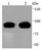 Cell Division Cycle 27 antibody, NBP2-67828, Novus Biologicals, Western Blot image 
