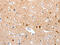 G Protein-Coupled Receptor 6 antibody, CSB-PA363377, Cusabio, Immunohistochemistry paraffin image 