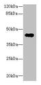 RNA Pseudouridine Synthase D4 antibody, CSB-PA836192LA01HU, Cusabio, Western Blot image 