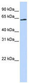 Apoptosis Inducing Factor Mitochondria Associated 3 antibody, TA340357, Origene, Western Blot image 