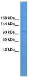 Interleukin enhancer-binding factor 3 antibody, TA329734, Origene, Western Blot image 