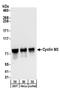 Cyclin And CBS Domain Divalent Metal Cation Transport Mediator 3 antibody, A304-066A, Bethyl Labs, Western Blot image 