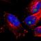 Plexin Domain Containing 1 antibody, NBP1-86954, Novus Biologicals, Immunofluorescence image 